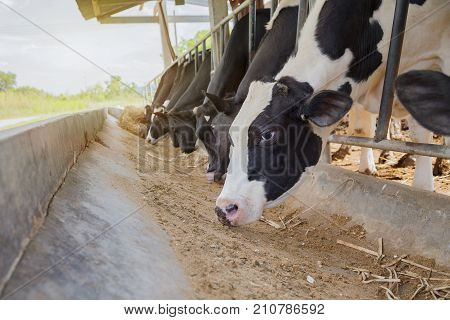 Dairy farmingartificial inseminationanimal husbandry in farmfarm cowshed with milking cowsCattle grazing in a field with the sunrise.