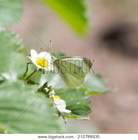 butterfly on flower strawberries In the park in nature