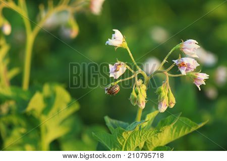 Closeup of potato bushes on plantation
