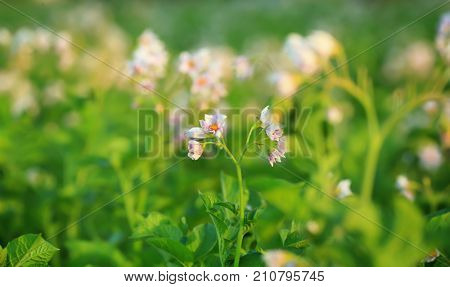 Closeup of potato bushes on plantation