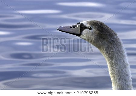 Young Swan - Bedfont Lakes Country Park, London