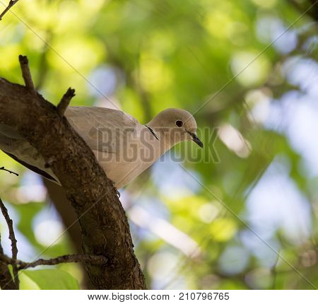 pigeon on the tree In the park in nature