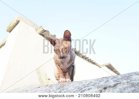 cat breed Sphynx sits on the street 1