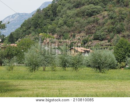 Vineyard Grapevine Plantation In Aosta Valley