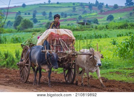 SHAN STATE MYANMAR - SEP 06: Burmese farmer riding ox cart in Shan state Myanmar on September 06 2017 Ox carts are widely used in Myanmar rural areas