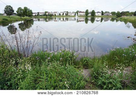 Blue Flag Irises (iris virginica) bloom along the shore of a small lake in Joliet, Illinois, during June.