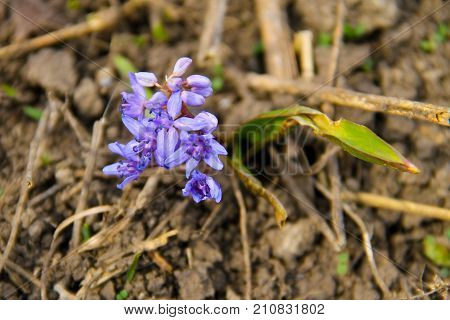 Blue Scilla Flower (scilla Bifolia) Or Squill