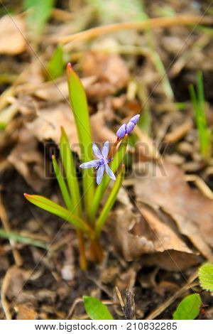 Blue Scilla Flower (scilla Bifolia) Or Squill