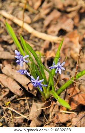 Blue Scilla Flower (scilla Bifolia) Or Squill