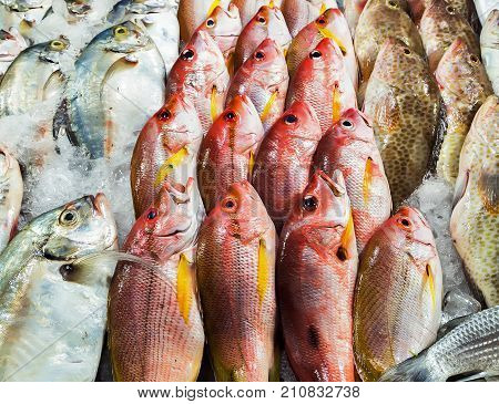 Fresh Seafood Background
