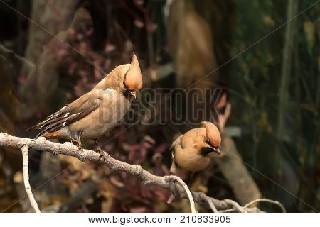 Close up two stuffed waxwing birds on display in museum exhibition sitting on tree branches. Bird taxidermy