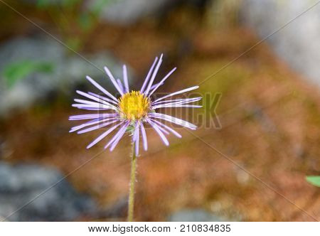 Aster Alpinus Flower In Aktru Valley. Altai Republic. Russia