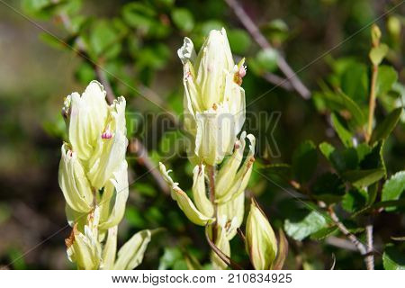 Castilleja Pallida Fowers In Aktru Valley. Altai Republic. Russia