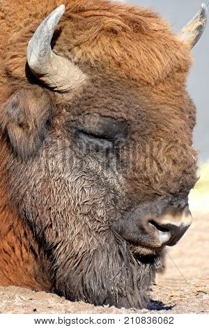 Wisent (Bison bonasus) also know as European bison or the European wood bison. Head close up.