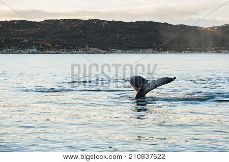 Humpback Whale Tail, Greenland