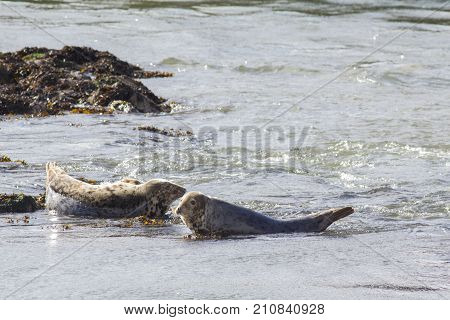 Harbor seals resting on a shallow water in Scotland, telephoto shot