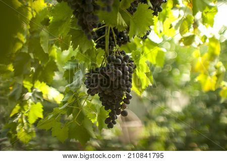 Grapes in vineyard. Autumn season. Sweet fod