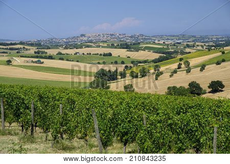 Rural landscape along the road from Montefano to Castelfidardo (Ancona Marches Italy) at summer.