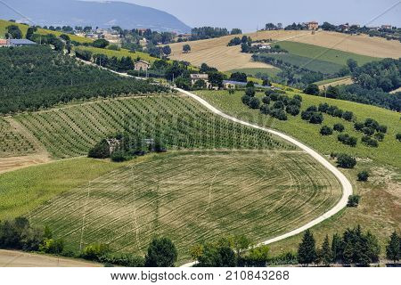 Rural landscape along the road from Montecassiano to Montefano (Ancona Marches Italy) at summer.