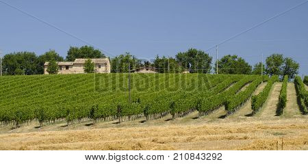 Rural landscape along the road from Appignano to Montecassiano (Ancona Marches Italy) at summer.
