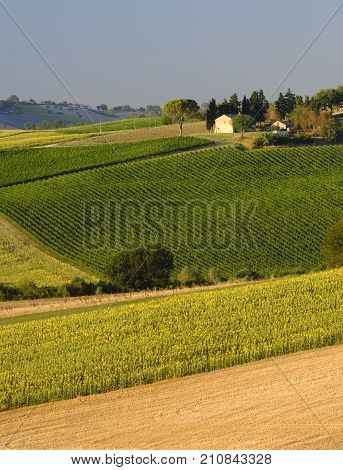 Rural landscape along the road from Filottrano to Appignano (Ancona Marches Italy) at summer.