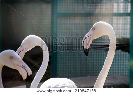 Pink big bird Big flamingo in the water Animal world of animal origin.