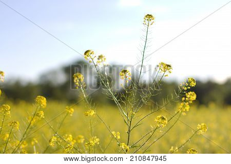 The Field Is Covered With Yellow Flowers. Sunset Light.