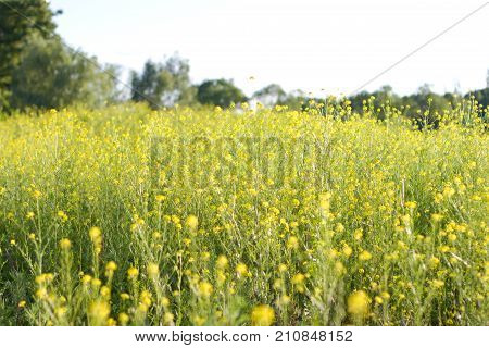 The Field Is Covered With Yellow Flowers. Sunset Light.
