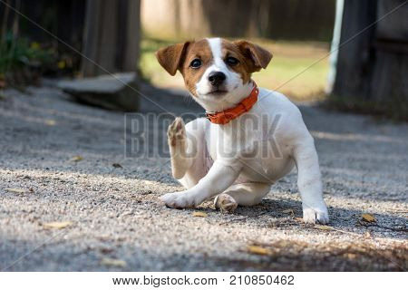 Scratching jack russel puppy on road .