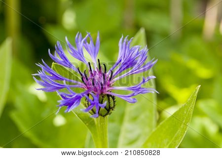 Close up of purple blossom of centaurea montana mountain cornflower with natural green background. Selective focus. Shallow depth of field.