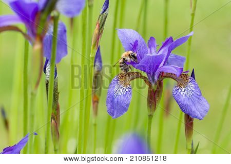 Closeup of apis honey bee visiting blooming purple iris sibirica sibirian iris in spring in front of natural green background.  Selective focus. Shallow depth of field.