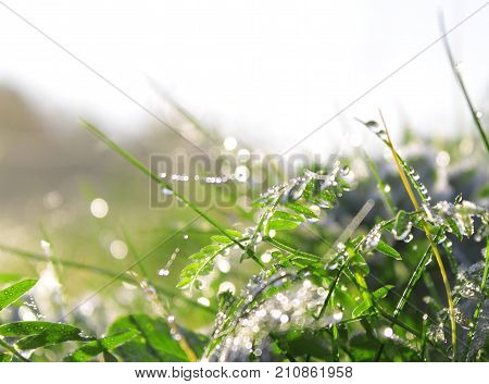 autumn green  grass with frozen dew drops.