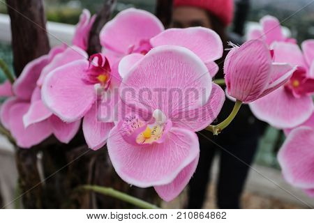 Orchid Flower In Thailand