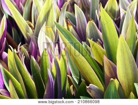 Tradescantia spathacea (Boat Lily,Oyster Lily,Oyster plant) close up.Floral background. Selective focus.