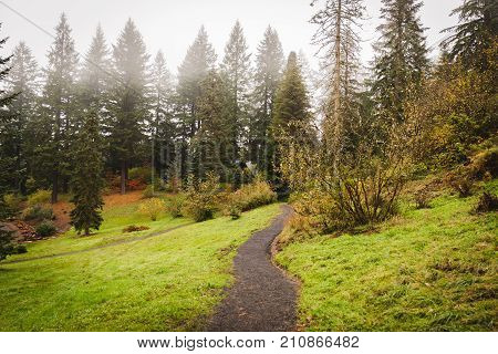 Walking Path In Foggy Forest Park