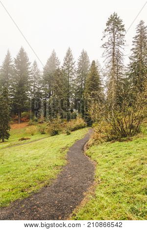 Walking Path In Foggy Forest Park