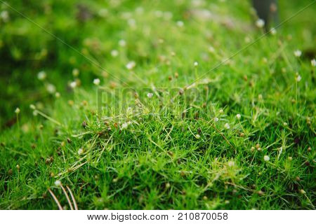 Close Up On Small Flowers Of Sagina Subulata