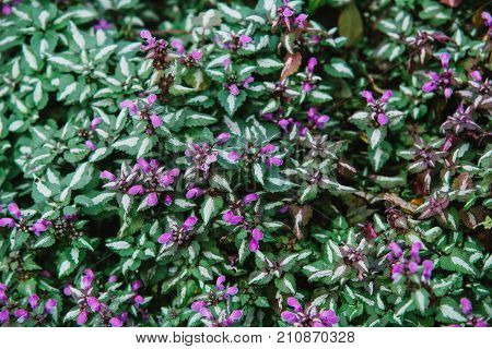 Close Up On Flowers Of Laminum Maculatum