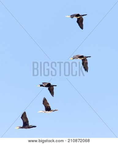 a flock of birds flying south in the blue sky .