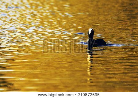Swimming Eurasian Coot during sunset  - Bedfont Lakes Country Park