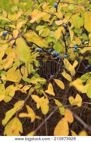 Berries of wild plum in the wood autumn time