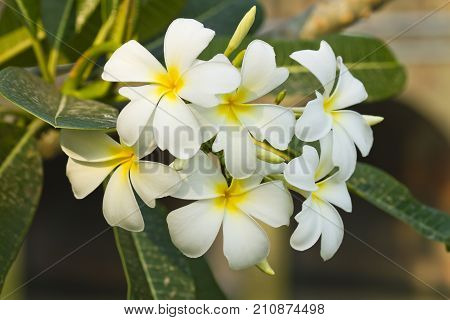 White-Yellow Leelawadee (Plumeria Pudica)  in the garden