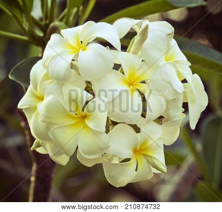 White-Yellow Leelawadee (Plumeria Pudica)  in the garden