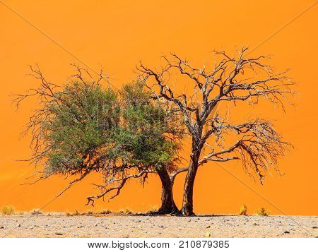 Two camelthorn tree against an orange dune background. First green and alive and second dry and dead. Sossusvlei, Namib-Naukluft National Park, Namibia, Africa.