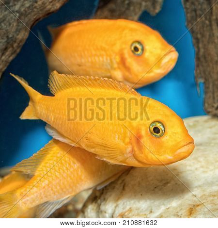 Cichlid Fishes From Lake Malawi In A Aquarium