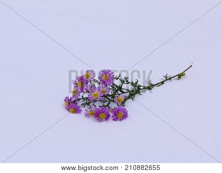 Shrub Aster with pink flowers lies on white fragile fluffy snow