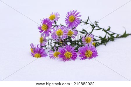 Shrub Aster with pink flowers lies on white fragile fluffy snow