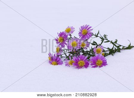 Shrub Aster with pink flowers lies on white fragile fluffy snow