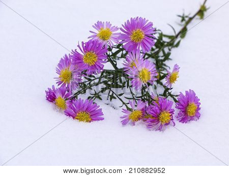 Shrub Aster with pink flowers lies on white fragile fluffy snow