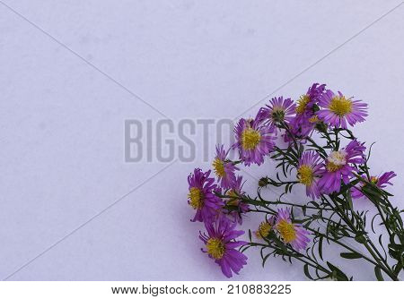 Shrub Aster with pink flowers lies on white fragile fluffy snow